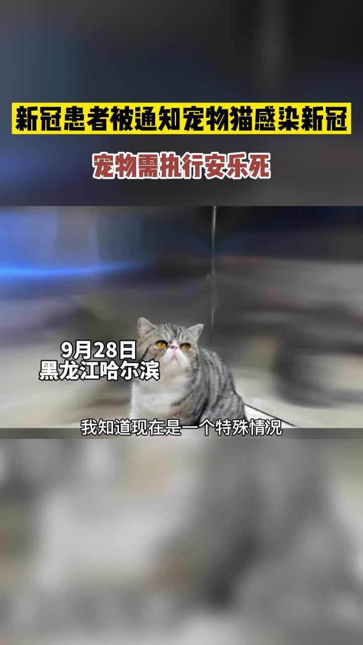 新冠患者被通知宠物猫感染新冠 宠物需执行安乐死